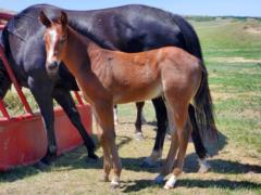 Thistle Bartender JW <BR> AQHA PENDING